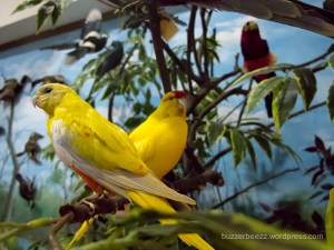 Satwa burung yang diawetkan