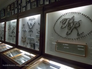 Serangga penghuni museum