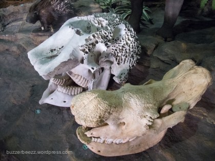 Ternyata tengkorak gajah dan badak sama besar ya..