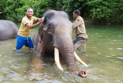 Memandikan gajah di sungai, Sampoiniet, Aceh Jaya