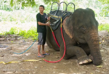 Mahout memasang pelana di punggung Ida