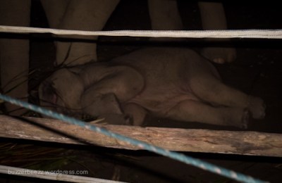 Tidurku nyenyak bukan? (Gara-gara difoto ini aku jadi terbangun)