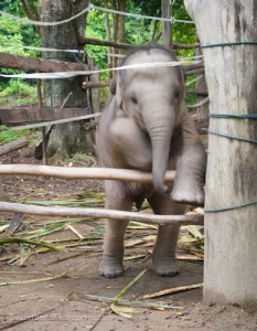 Hup, sedikit lagi berhasil!