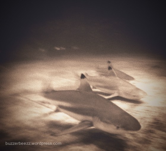 20130321-20110306-IMGP2583