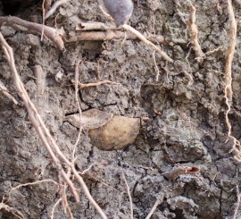 Pecahan keramik yang terkubur di lapisan tanah