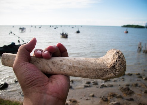 Tulang yang saya temukan di pantai