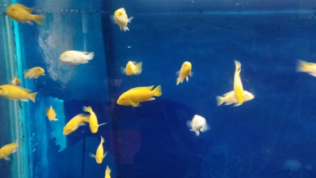 Bara suka banget lihat ikan kecil berwarna kuning ini